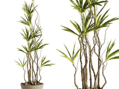 Plant 3D 모델