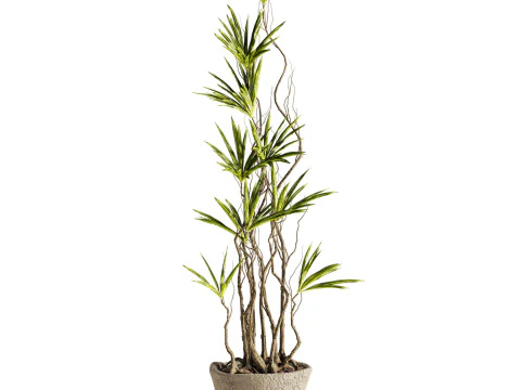 Plant 3D Model