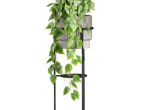 Plants set Modèle 3D