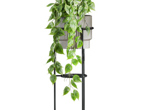 Plants set 3D Model