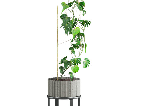 Plants set Model 3D