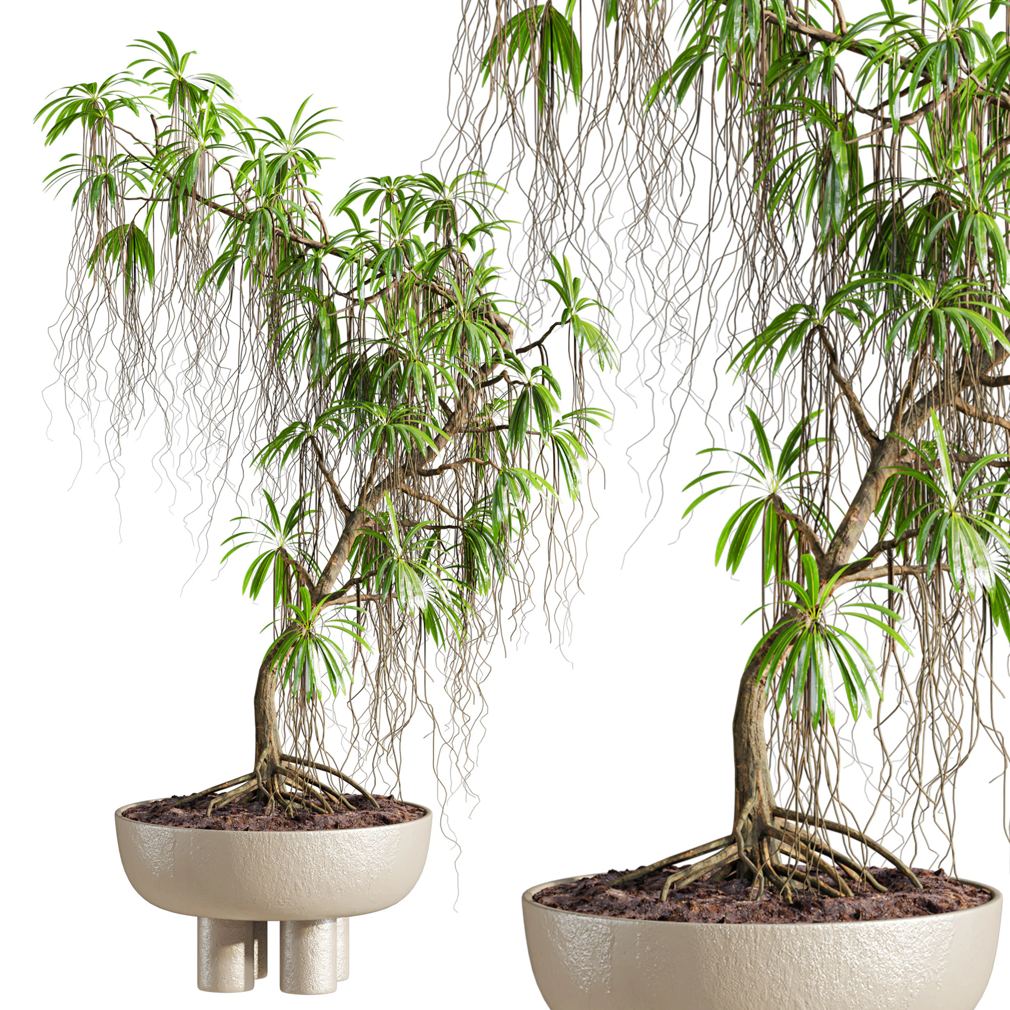 Plant 3D Model .c4d .max .obj .3ds .fbx .stl .blend