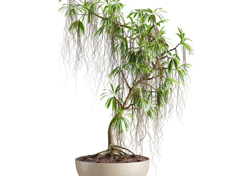 Plant 3D Model