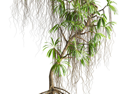 Plant 3D Model