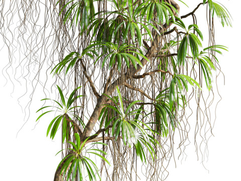 Plant 3D Model