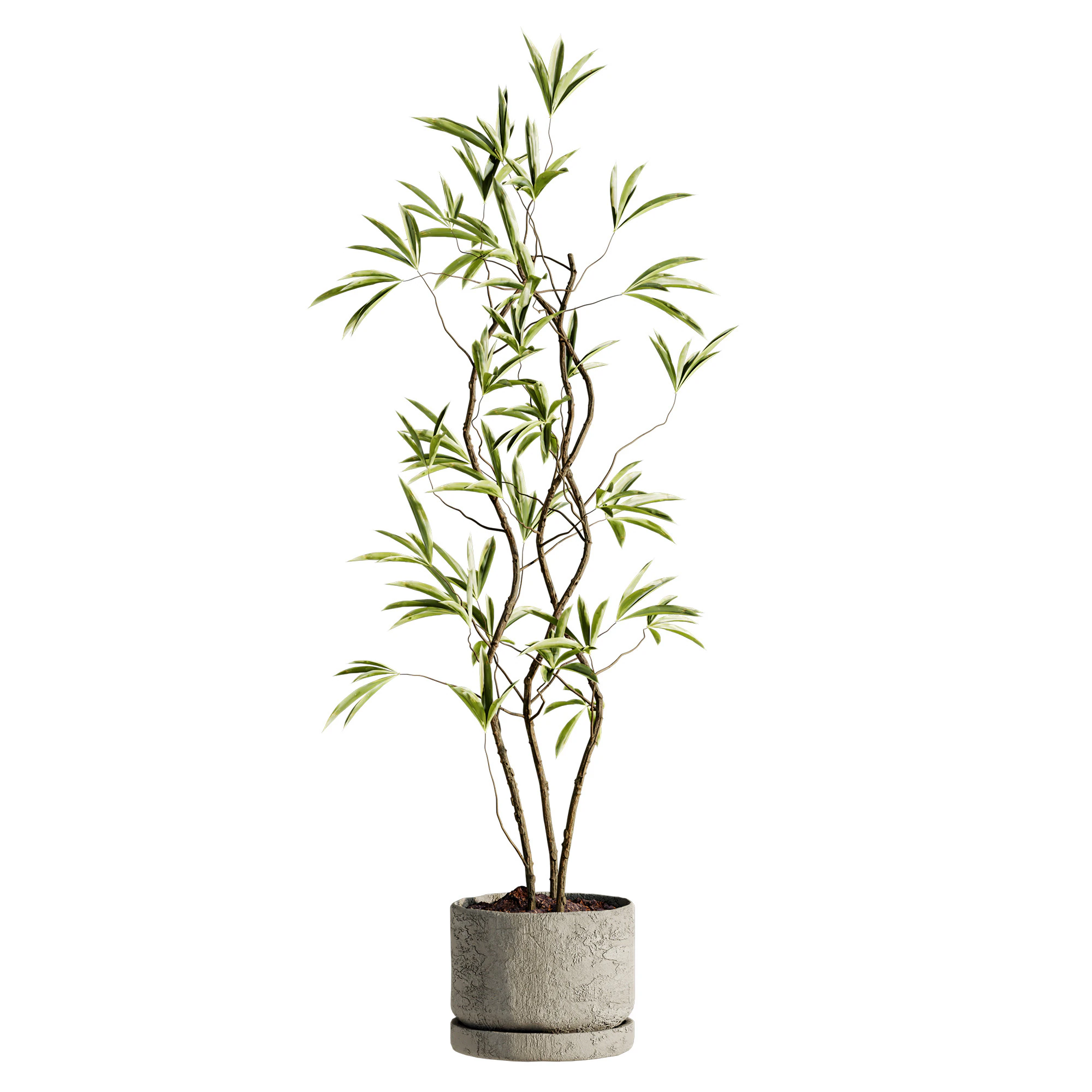 Plant 3D Model .c4d .max .obj .3ds .fbx .stl .blend 