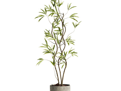 Plant Model 3D