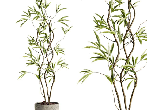 Plant 3D Model