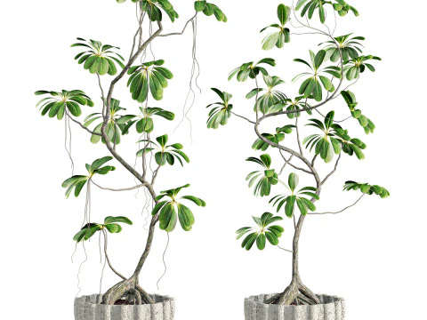 식물 세트 3D 모델