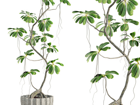 Plants set 3D Model