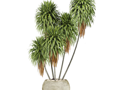Plants set 3D Model