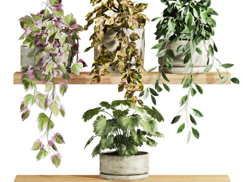 Plants set on shelf Model 3D