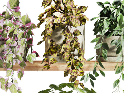 Plants set on shelf 3D Model