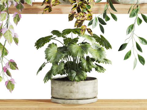 Plants set on shelf 3D Model