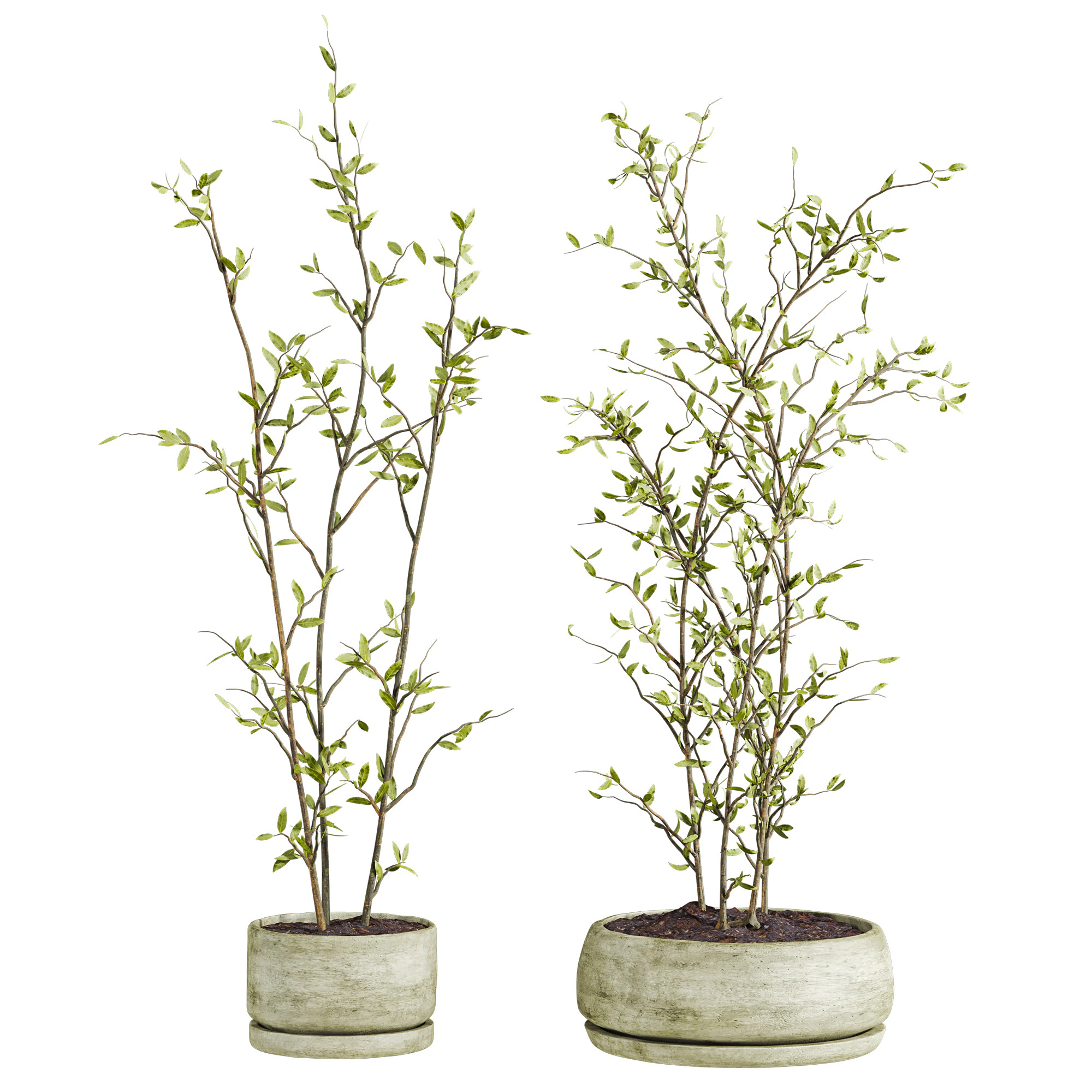 Plants set 3D Model .c4d .max .obj .3ds .fbx .stl .blend 
