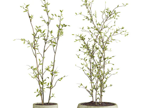 Insieme delle piante Modello 3D