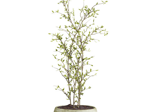 Plants set 3D Модель