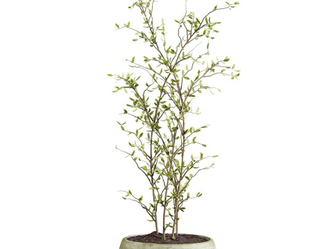 Plants set 3D Model