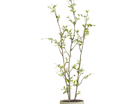 Plants set 3D Модель