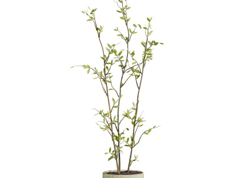Plants set 3D Model