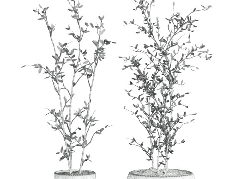 Plants set 3D Модель
