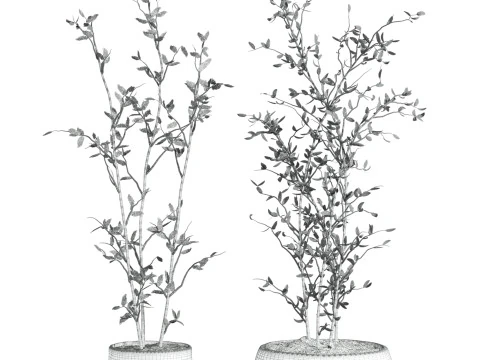 Plants set 3D Model