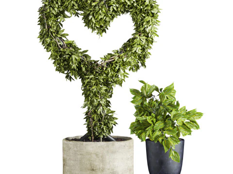 Heart plant 3D Model