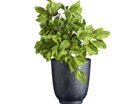 Heart plant 3D Model