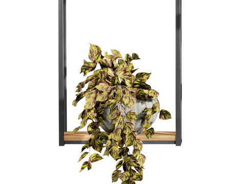 Plants set on shelf 3D Model