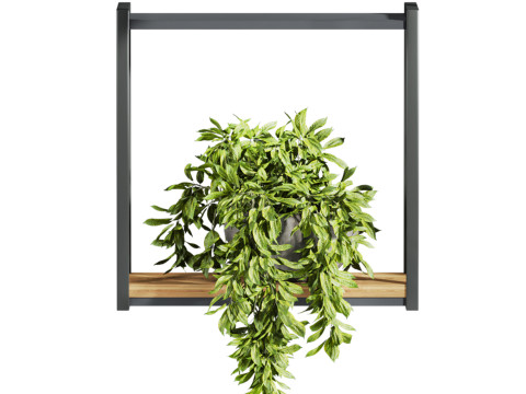 Plants set on shelf 3D Модель
