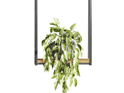 Plants set on shelf 3D Модель