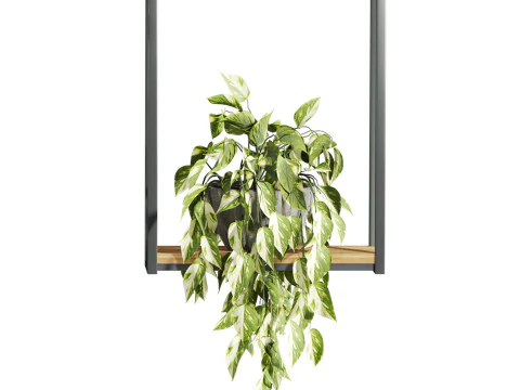 Plants set on shelf 3D Model