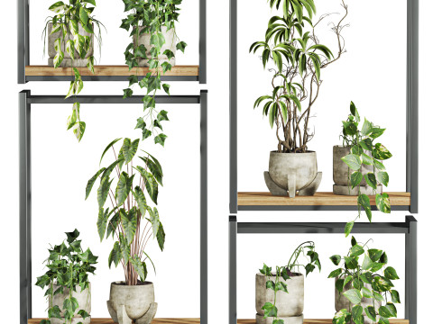 Plants set on shelf Modelo 3D