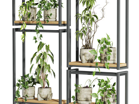 Plants set on shelf 3D Model