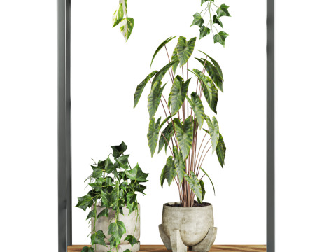 Plants set on shelf 3D Model