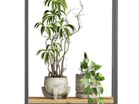 Plants set on shelf 3D Model