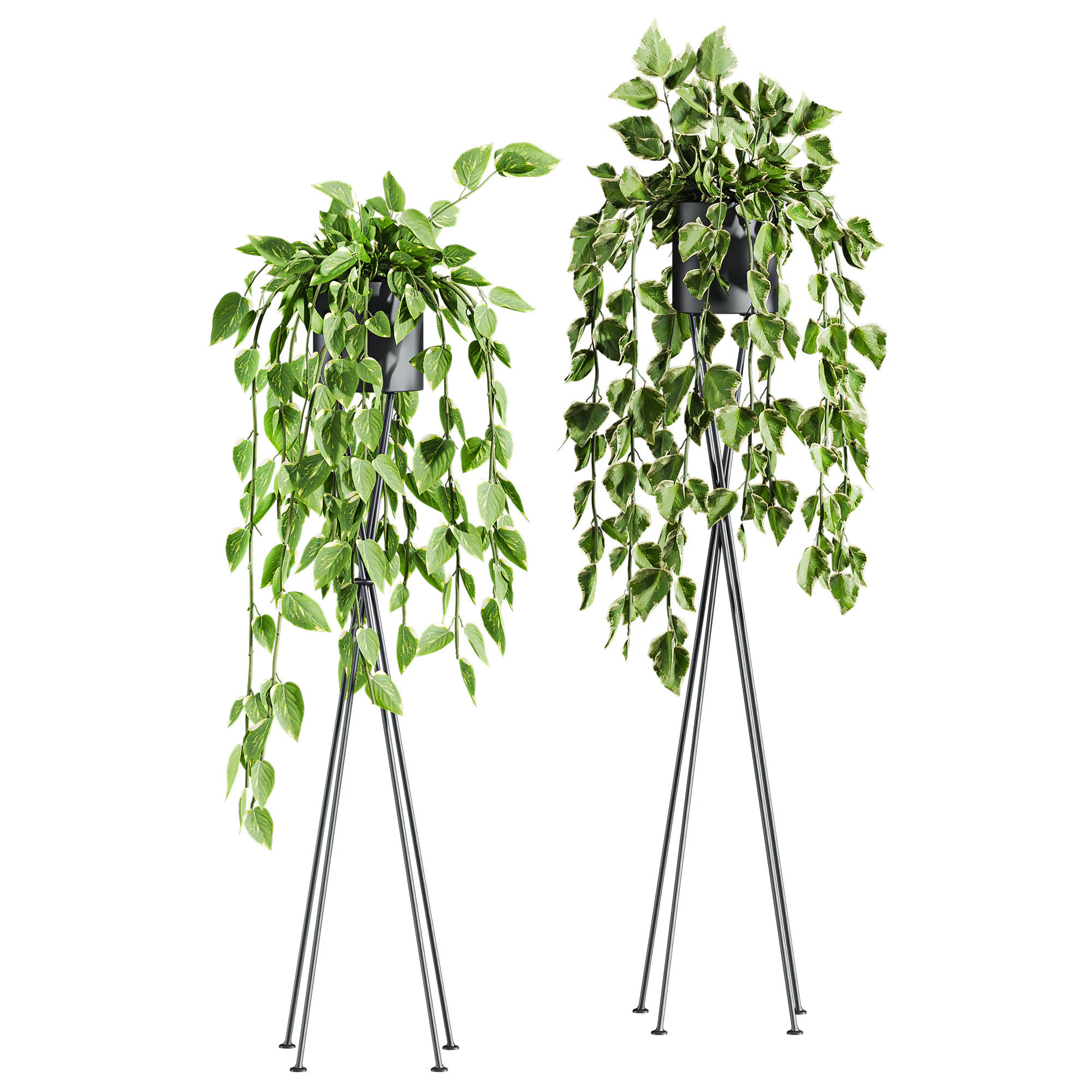 Plants set 3D Model .c4d .max .obj .3ds .fbx .stl .blend
