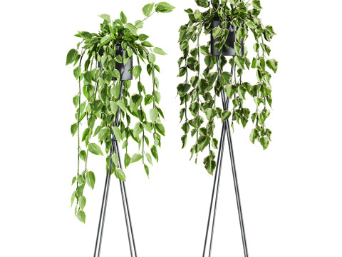 Plants set 3Dモデル