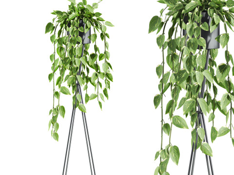 Plants set 3D Model