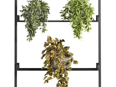 Plants set Modelo 3D