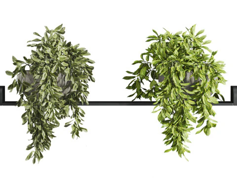 Insieme delle piante Modello 3D