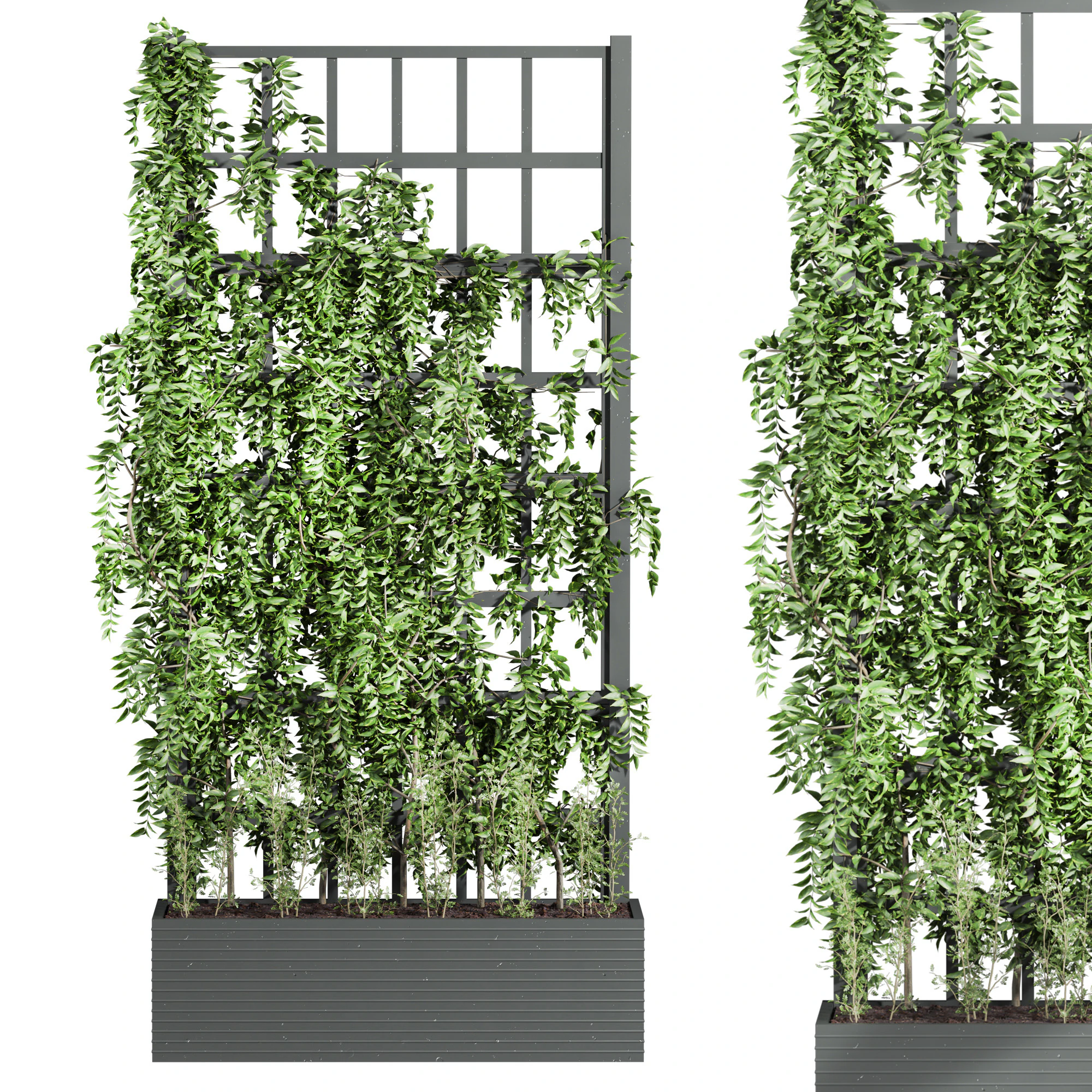 Ivy plant 3D Model .c4d .max .obj .3ds .fbx .stl .blend