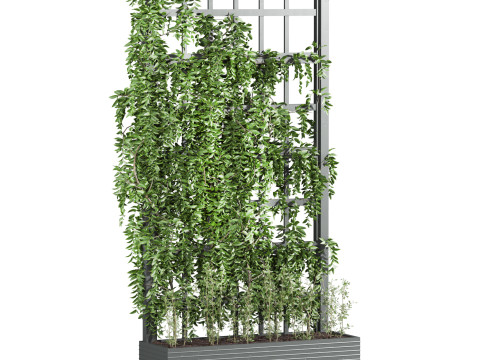 Ivy plant 3Dモデル