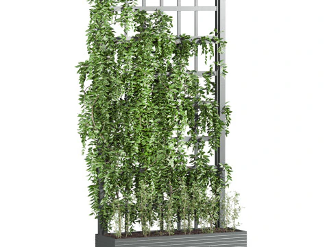 Ivy plant 3D Model