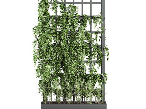 Ivy plant 3Dモデル