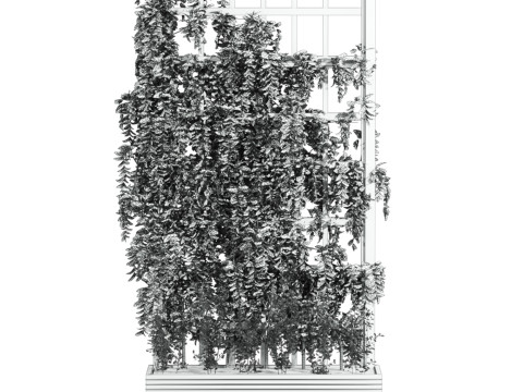 Ivy plant 3Dモデル