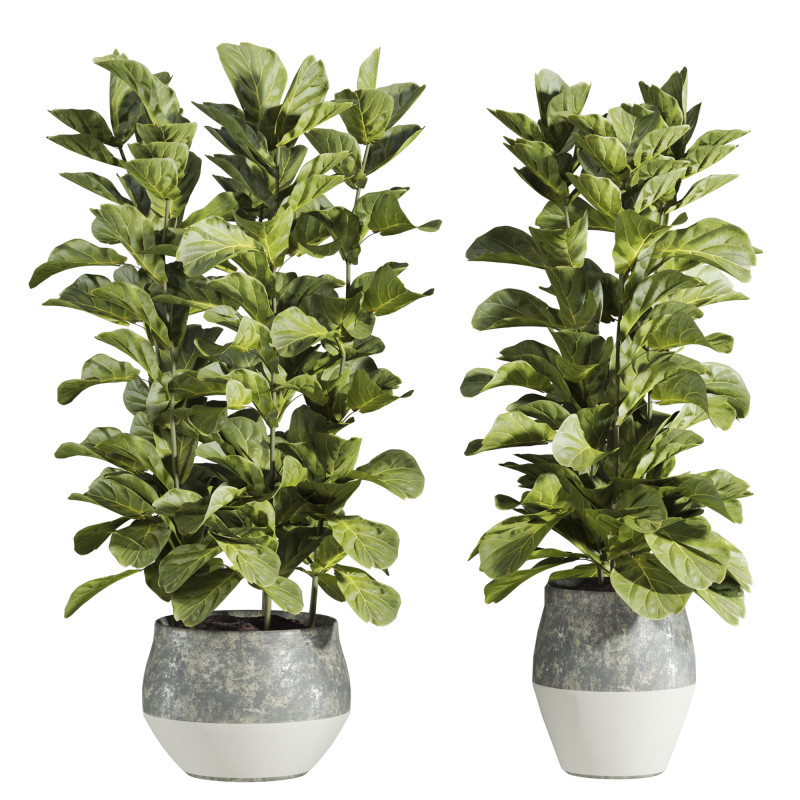 Plants set Model 3D .c4d .max .obj .3ds .fbx .stl .blend