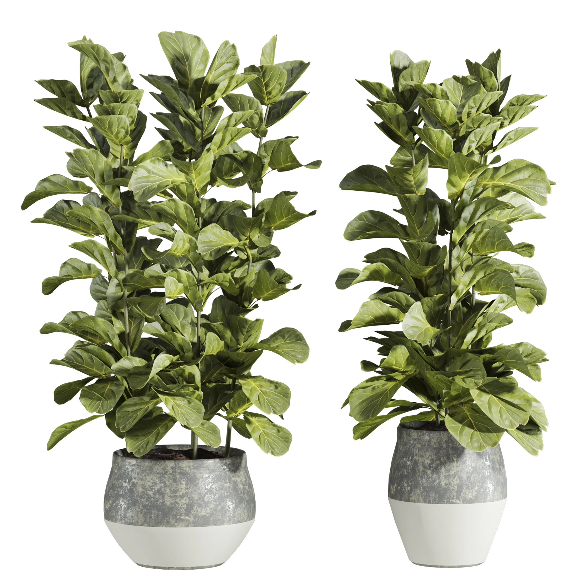Plants set 3D Model .c4d .max .obj .3ds .fbx .stl .blend 