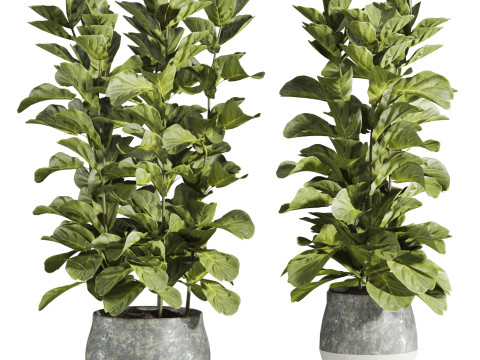 Plants set Model 3D