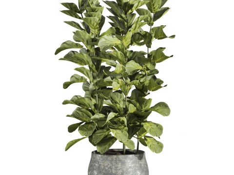 Plants set Model 3D
